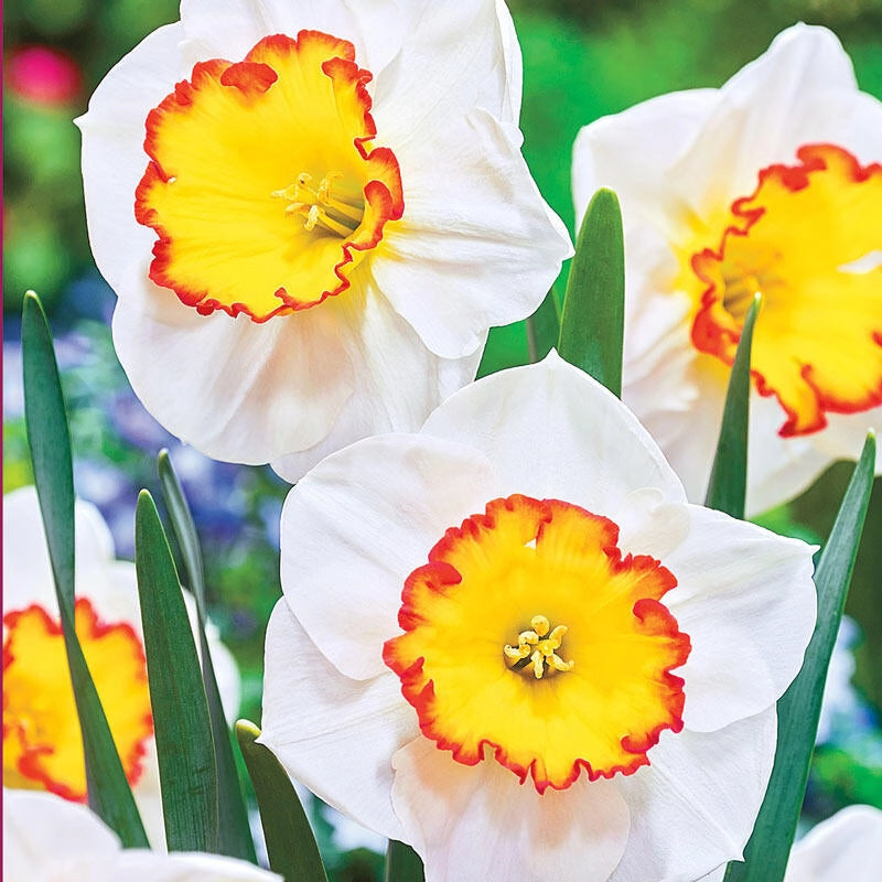 Buy Hawaiian Skies Daffodil Spring Bulbs Breck's