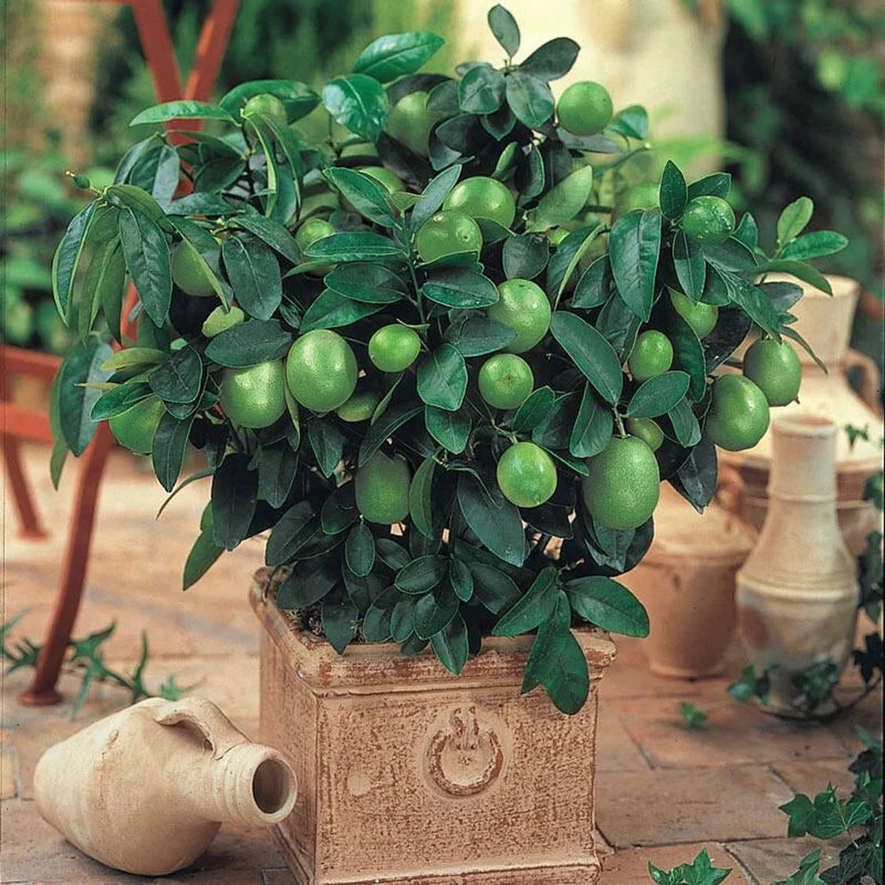 key lime indoor plant Key Lime Tree