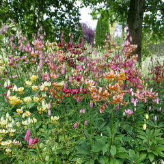 Turks Cap Lily Mixture | Breck's