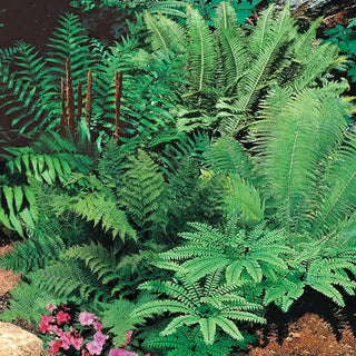Hardy Mixture Fern Super Sak
