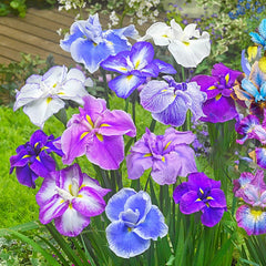 Dinner Plate Japanese Iris Mixture | Shop Online | Breck's