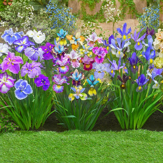 Dinner Plate™ Japanese Iris Mixture
