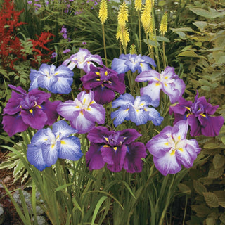 Dinner Plate™ Japanese Iris Mixture
