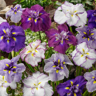 Dinner Plate™ Japanese Iris Mixture