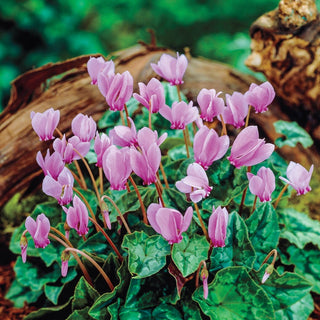 Hardy Cyclamen