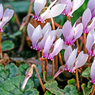 Hardy Cyclamen
