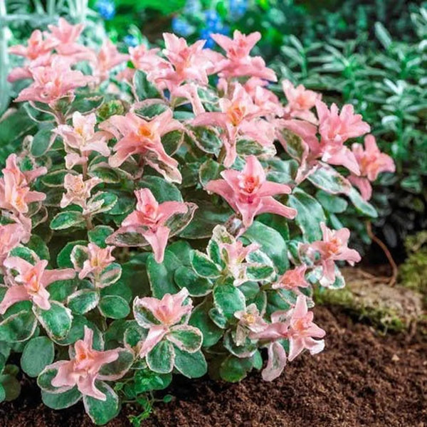 pink sedum succulent Pinky Sedum