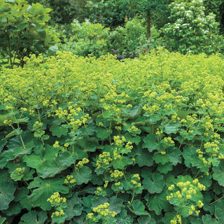 Lady's Mantle