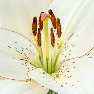 Eyeliner Lily