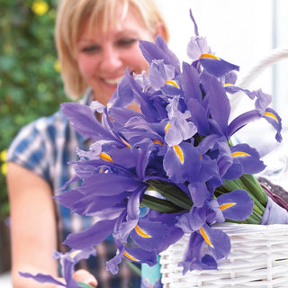 Discovery Dutch Iris