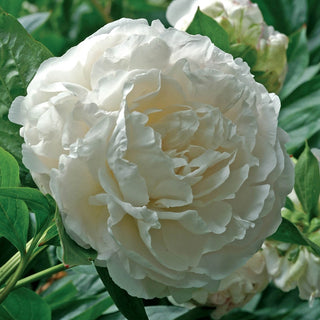 Shirley Temple Peony