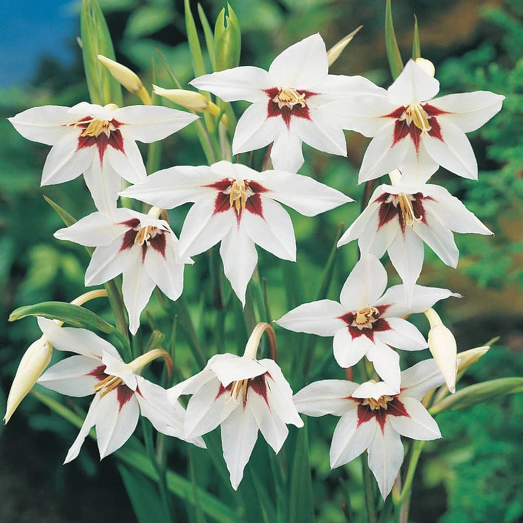 Peacock Orchids For Sale | Breck's