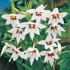 planting peacock orchid bulbs in pots Peacock Orchid