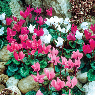 6 Months of Flowering Cyclamen