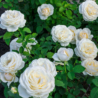 Easy Spirit™  Floribunda Rose