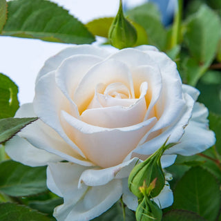 Easy Spirit™  Floribunda Rose