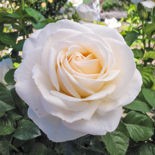 Easy Spirit™  Floribunda Rose