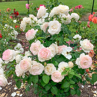 Easy Spirit™  Floribunda Rose