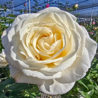 Easy Spirit™  Floribunda Rose