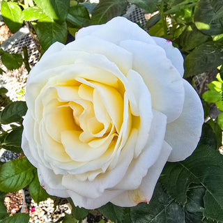 Easy Spirit™  Floribunda Rose