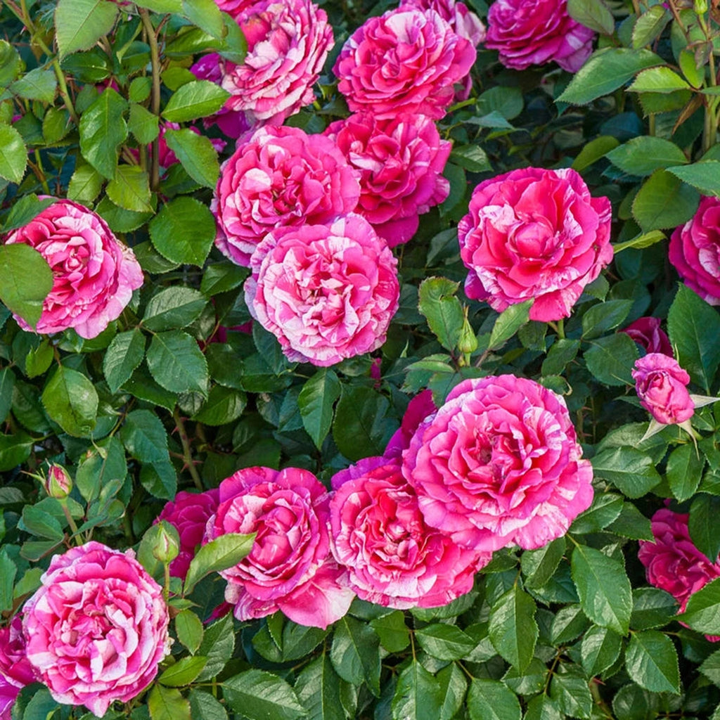 Parade Day Grandiflora Rose | Breck's