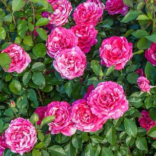 Parade Day Grandiflora Rose