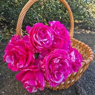 Parade Day Grandiflora Rose