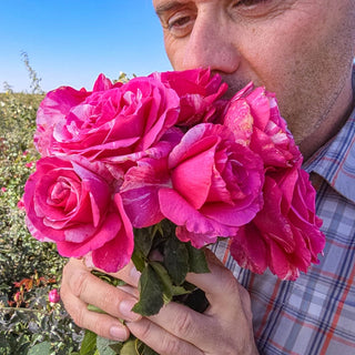 Parade Day Grandiflora Rose