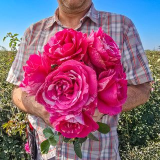 Parade Day Grandiflora Rose