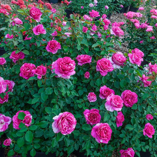 Parade Day Grandiflora Rose