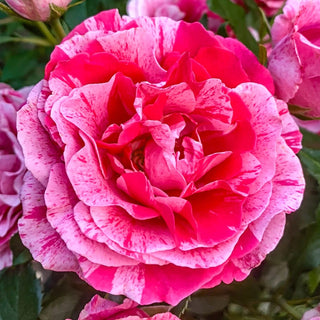 Parade Day Grandiflora Rose