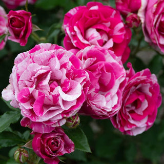 Parade Day Grandiflora Rose