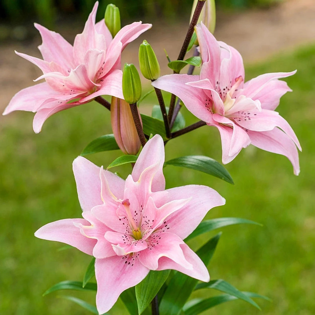 elodie double asiatic lily Elodie Lily
