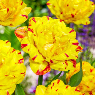 Yellow Danceline Tulip