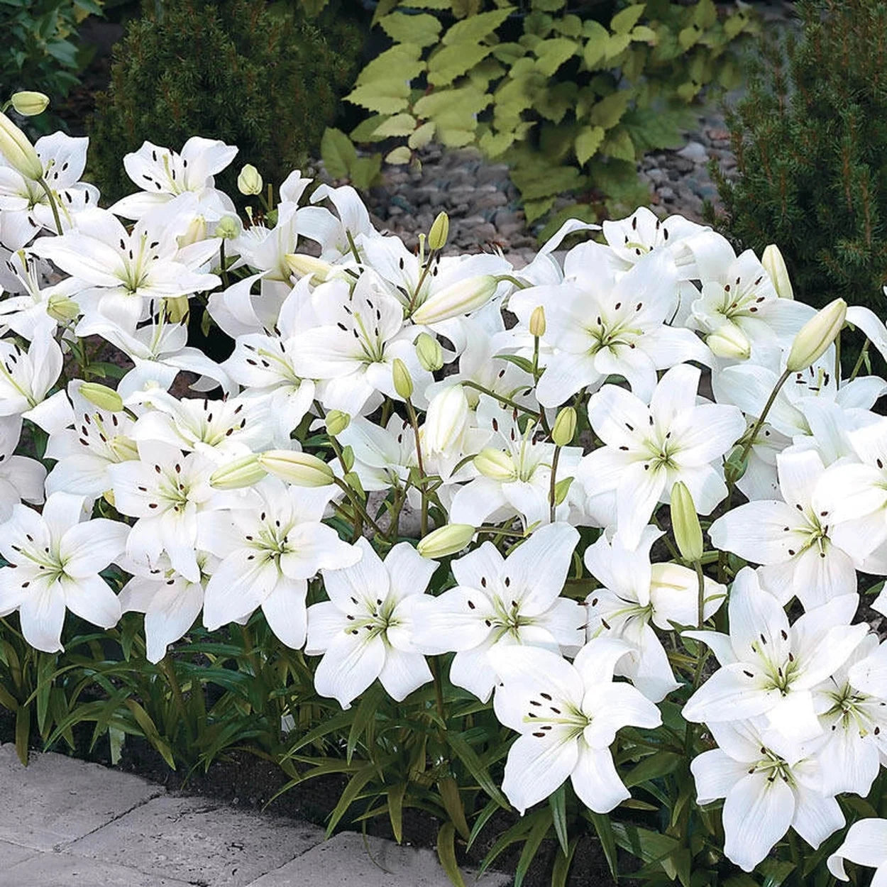 white lily border White Carpet Border Lily™