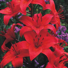 70887_medium.webp?v=1721897709