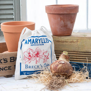 Naked Amaryllis Bulbs in Gift Bag
