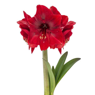 Naked Amaryllis Bulbs in Gift Bag