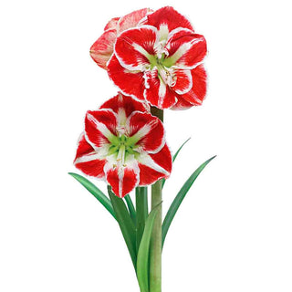 Naked Amaryllis Bulbs in Gift Bag