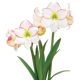 Naked Amaryllis Bulbs in Gift Bag