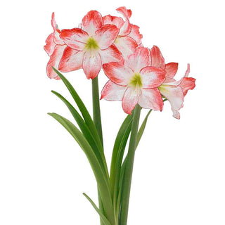 Naked Amaryllis Bulbs in Gift Bag