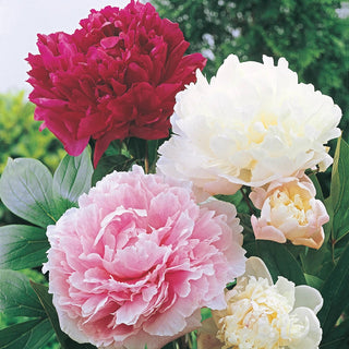 Peony Mixture Super Sak®