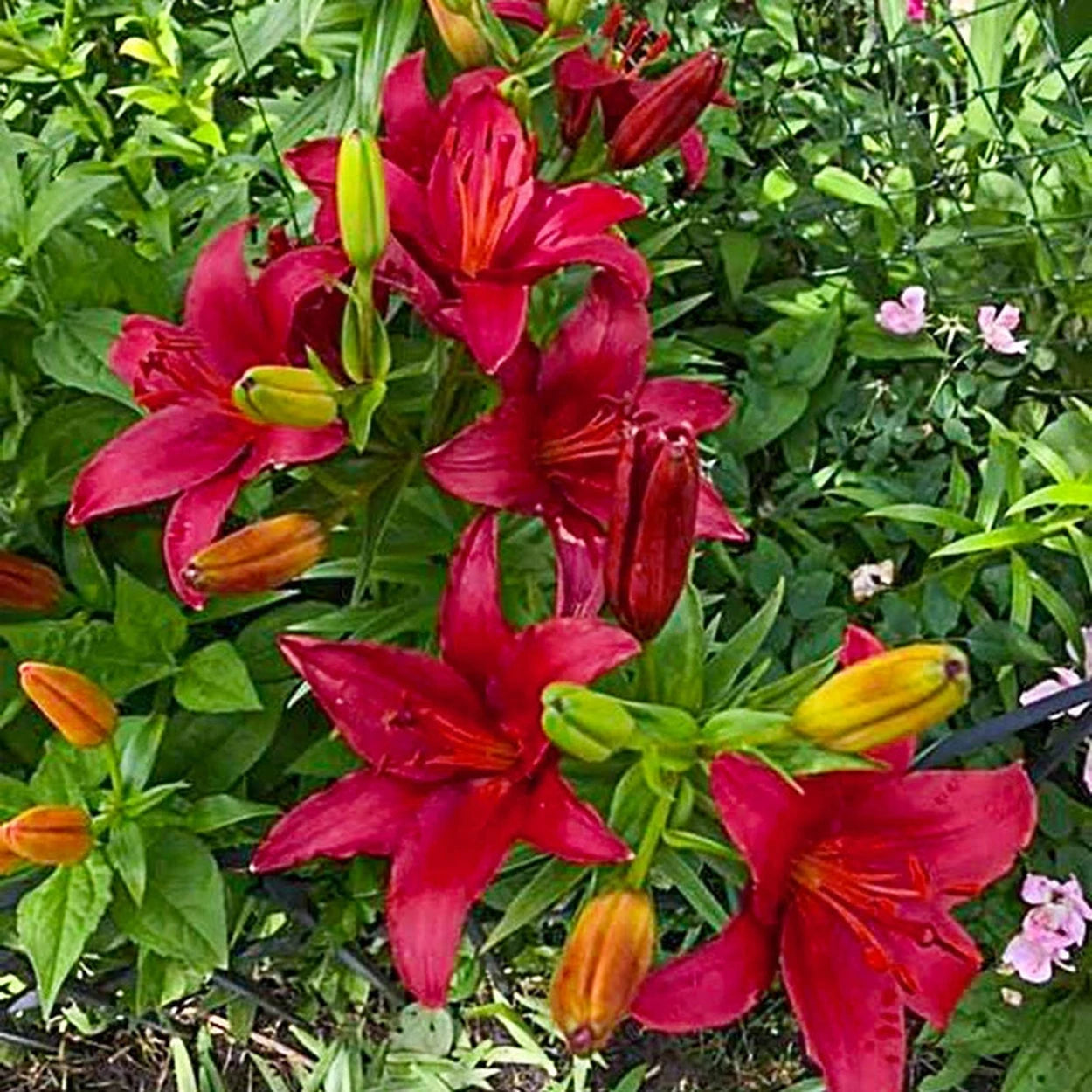 asiatic lily gran paradiso Gran Paradiso Lily