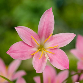 Summer Trumpets
