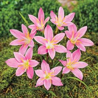 Summer Trumpets