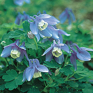Alpine Columbine