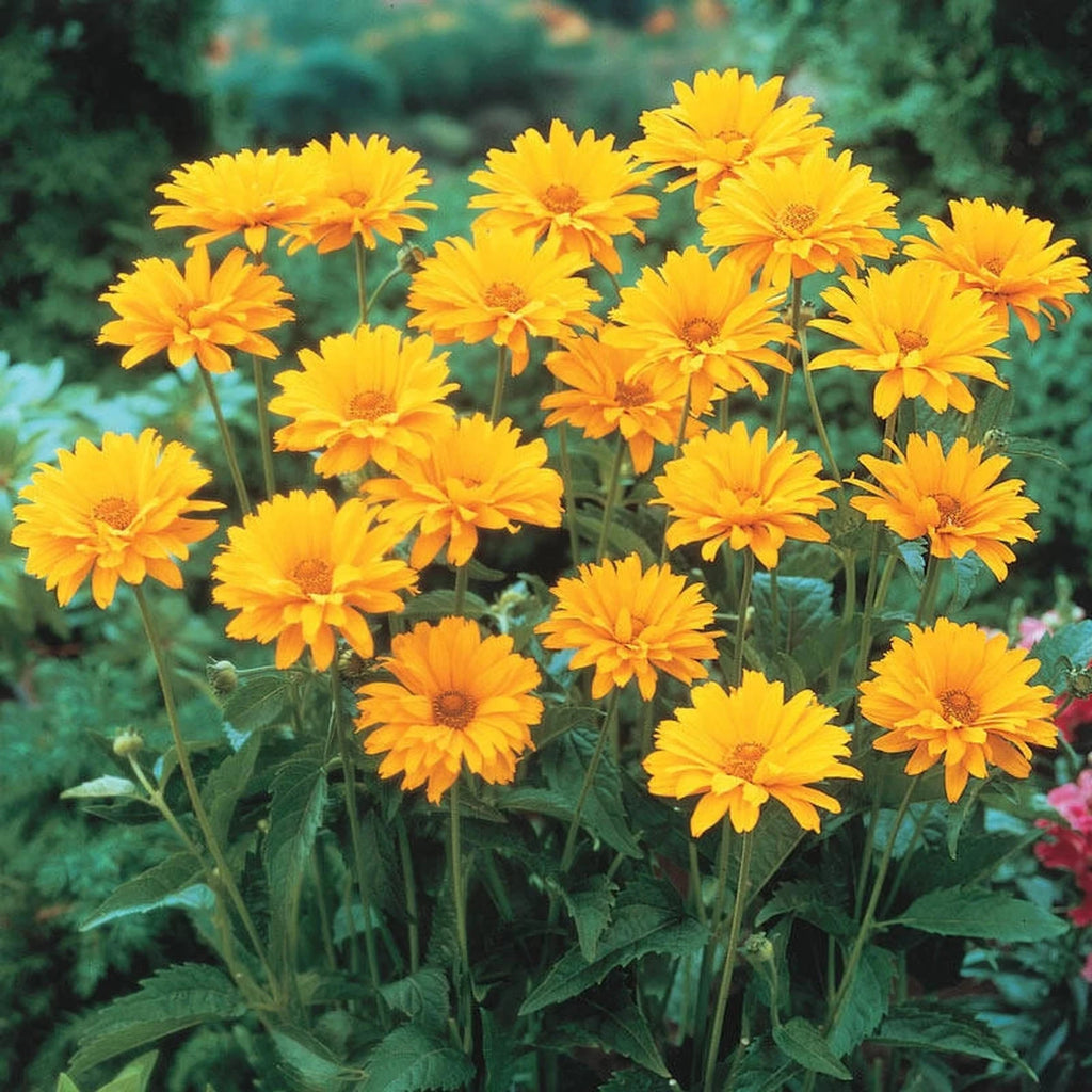 Fragrant Oxeye Shop Oxeye | Breck's