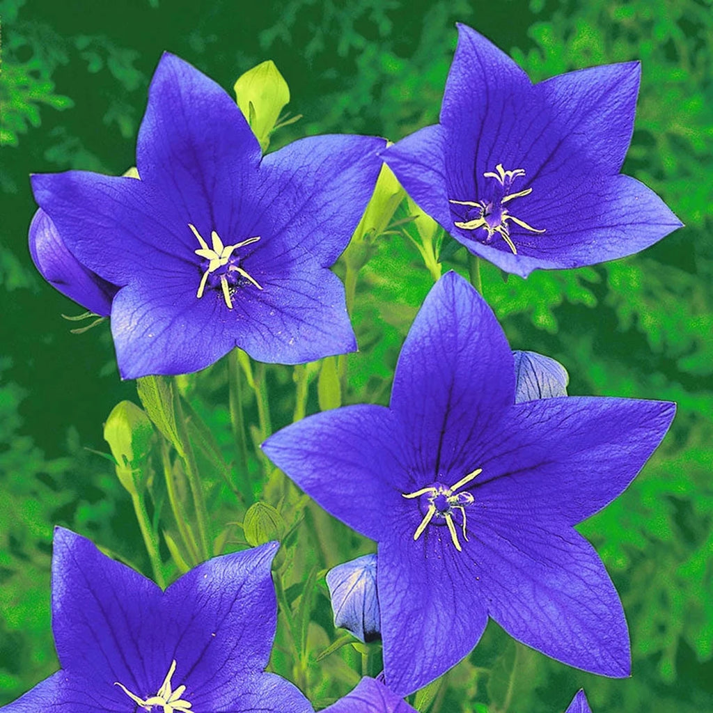 Blue Rockets Flower Shop Balloon Flower Blue | Breck's