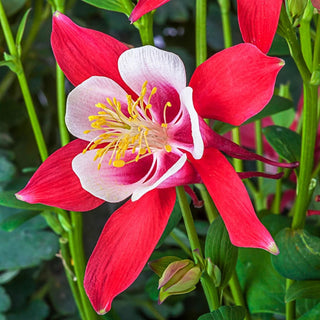 Crimson Star Columbine