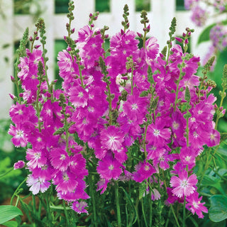 Prairie Mallow Partygirl
